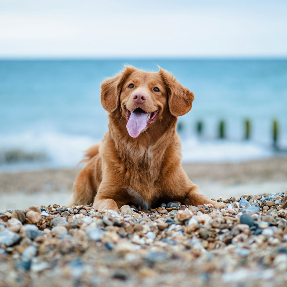 Happy dog at the beach.