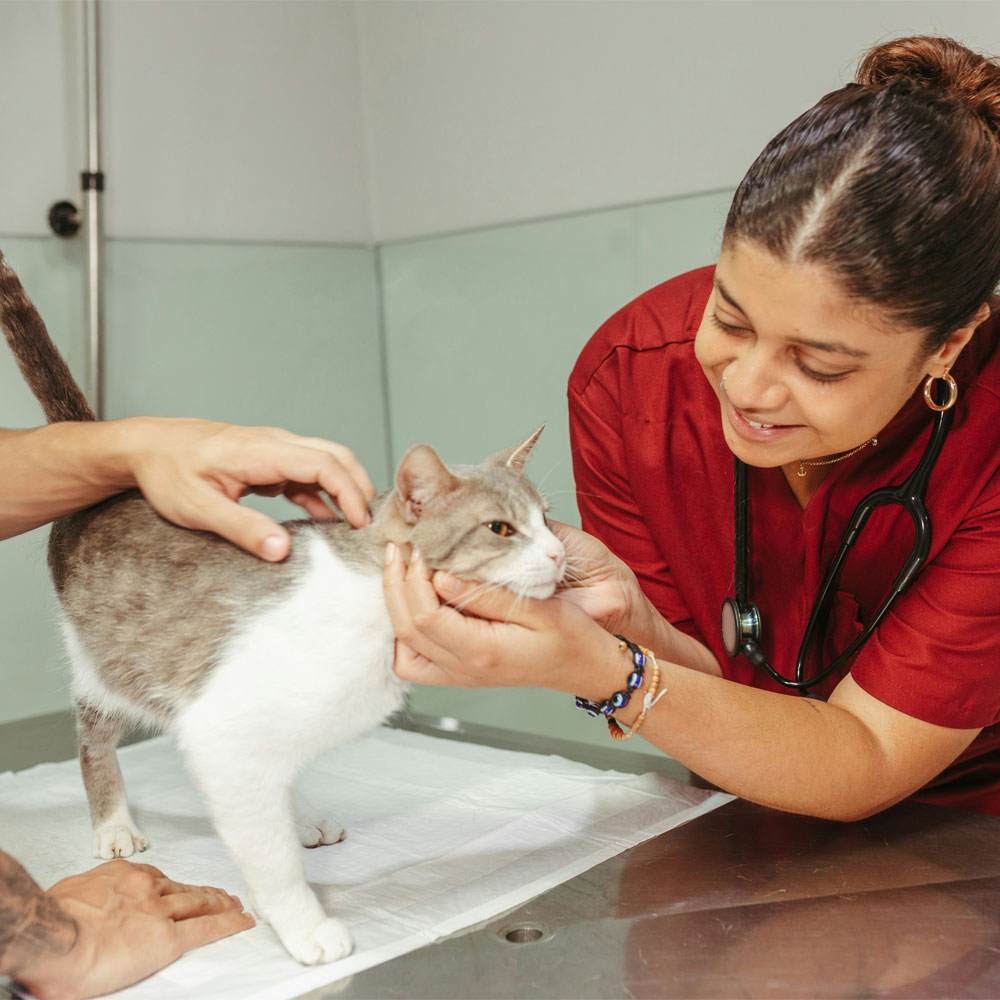 Vet examines tabby cat on table.