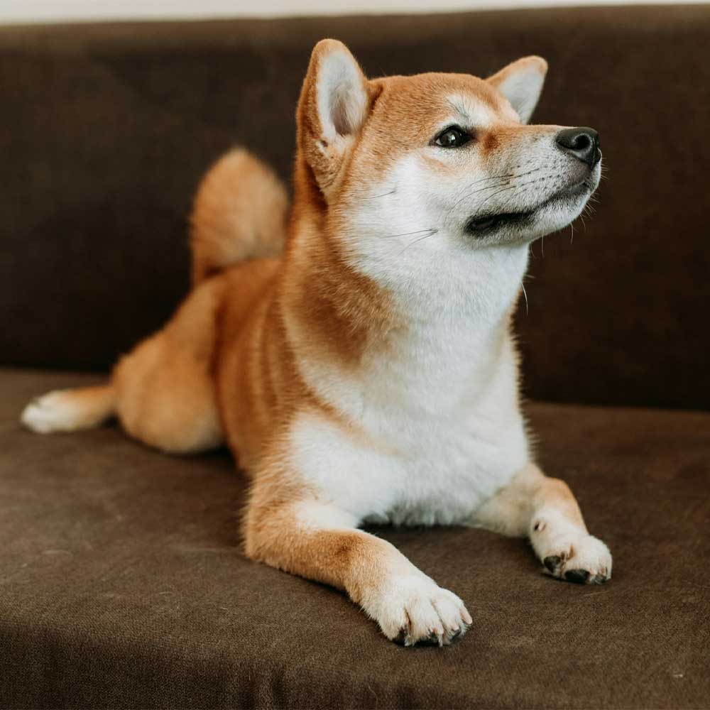 Shiba Inu lying on couch.