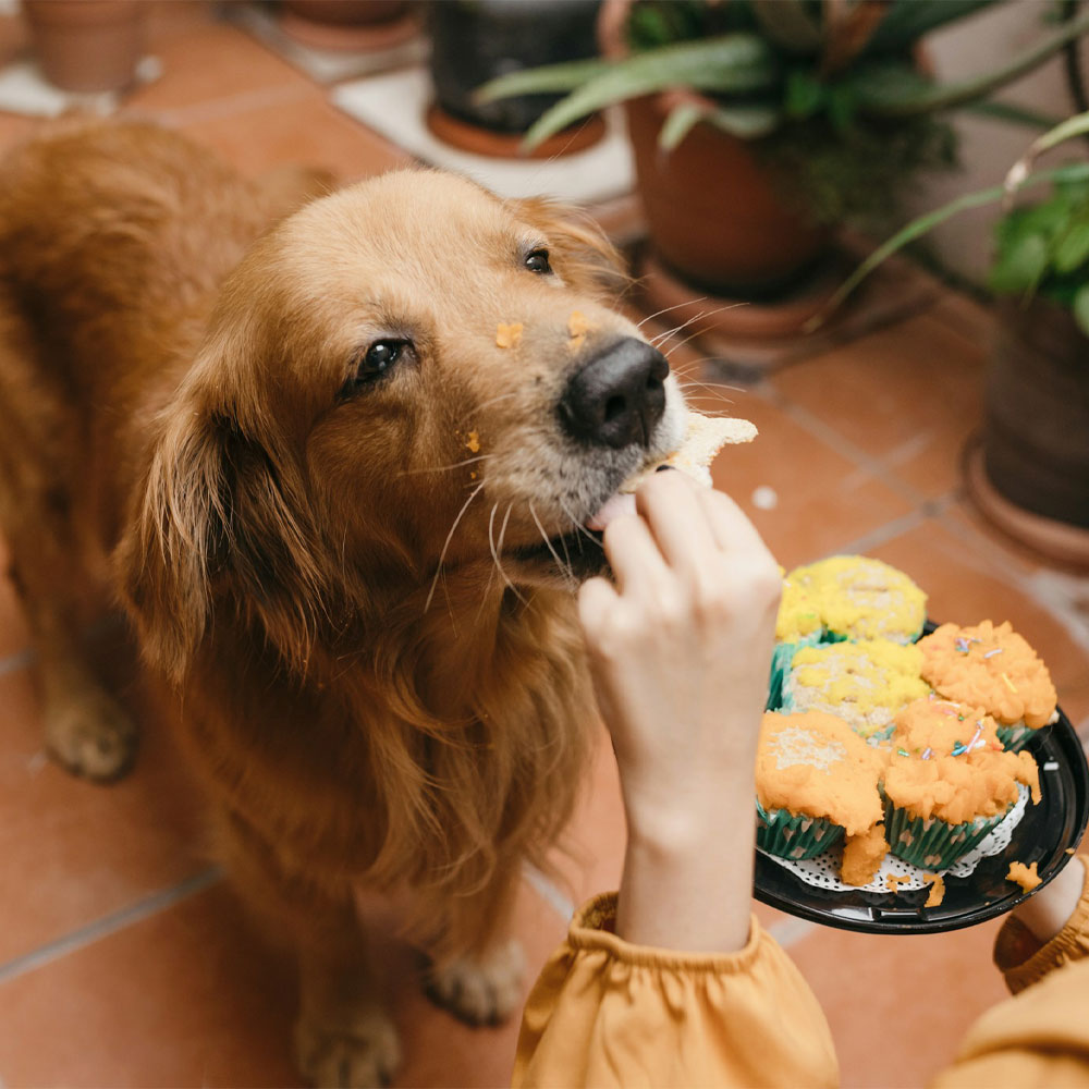 Golden retriever enjoys birthday cupcake.