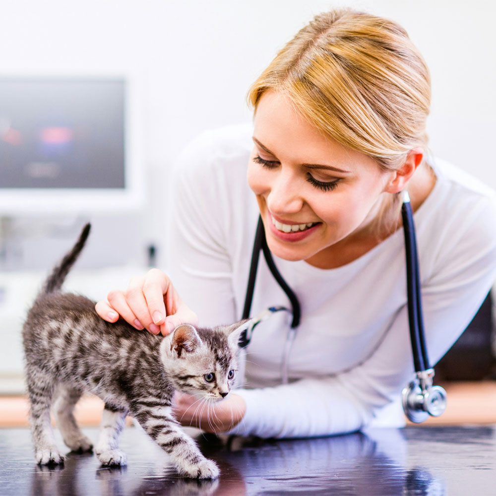 Smiling vet petting striped kitten.