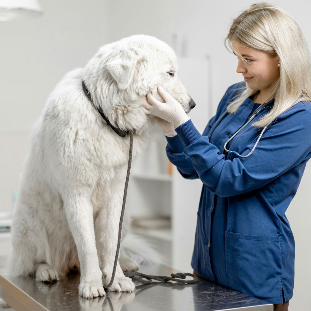 Veterinarian examining large white dog