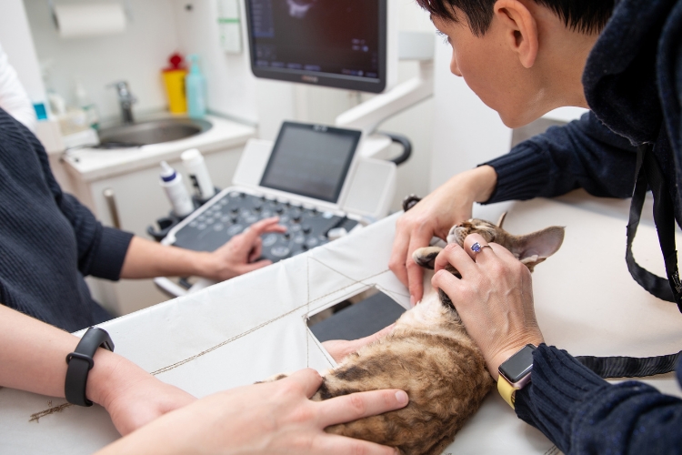 Veterinarians Carry through an Ultrasound Echocardiogram Examination of a Domestic Cat