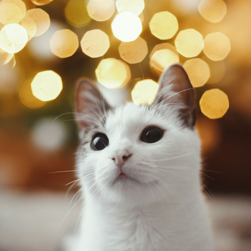 White cat looking upwards
