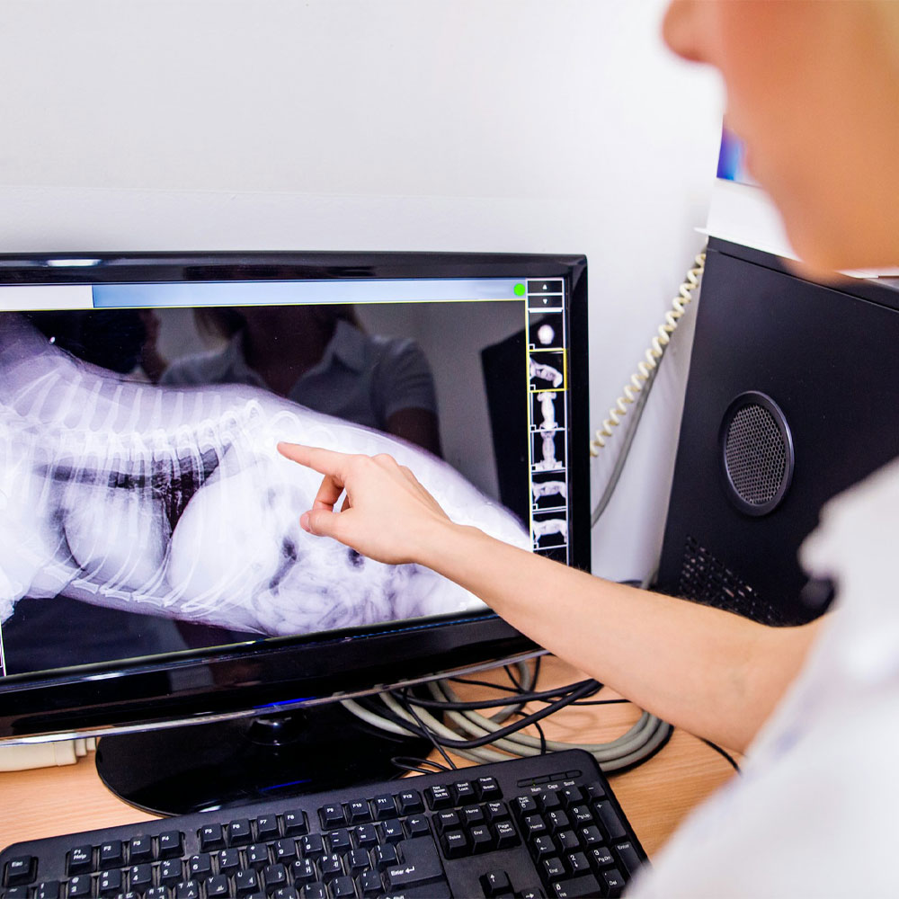 Veterinarian examining animal X-ray on screen
