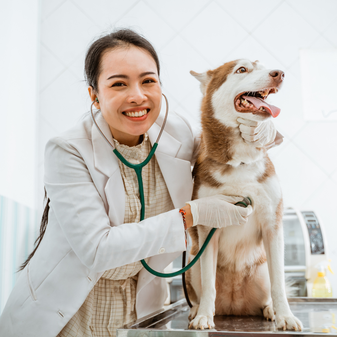 a vetrinarian smiling while using a stethoscope on a smiling, sitting, husky 