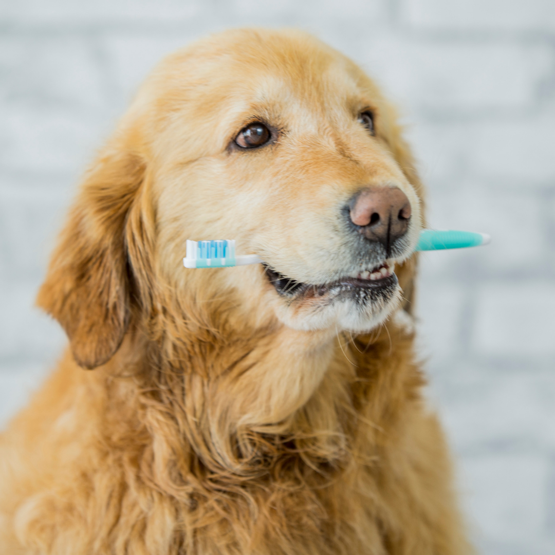 a golden retriever holding a toothbrush in it's mouth 