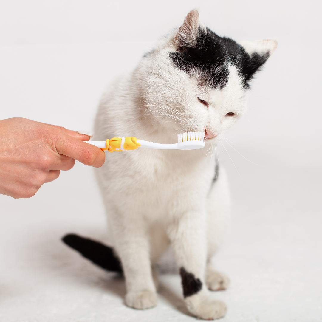 a black and white cat getting it's teeth brushed 